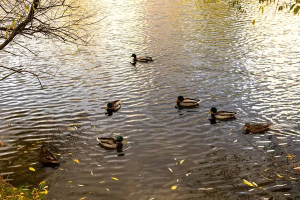 Árbol Otoño Sobre Estanque Con Patos Hojas Caídas Agua Cristalina —  Fotos de Stock