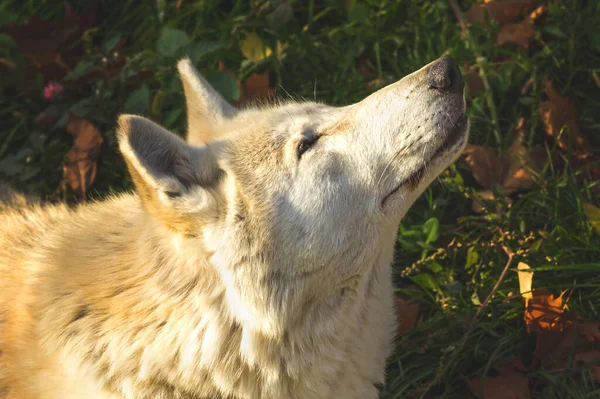 Lobo Branco Fundo Floresta Narure Close Retrato — Fotografia de Stock