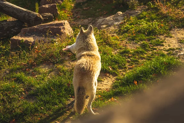 Вид Ззаду Білого Вовка Лісовій Природі Захід Сонця Вогні Фонове — стокове фото