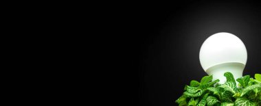 Yeşil enerji konsepti. Ampul lambası ve yeşil yapraklar siyah arkaplanda, afiş, uzay fotoğrafını kopyala