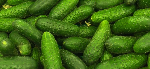 Verse Groene Komkommer Textuur Patroon Hoge Kwaliteit Gezond Voedselconcept — Stockfoto