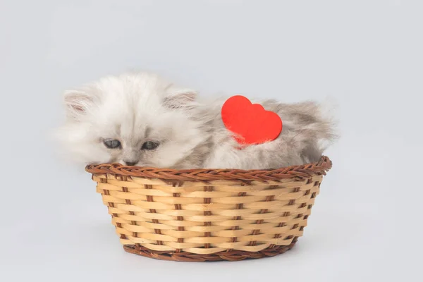 红心可爱的小猫 情人节的背景 二月十四日明信片或问候设计 英国长发品种 — 图库照片