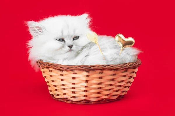 可爱的猫与心脏 情人节 红色背景 二月十四日明信片或问候设计 英国长发品种 — 图库照片