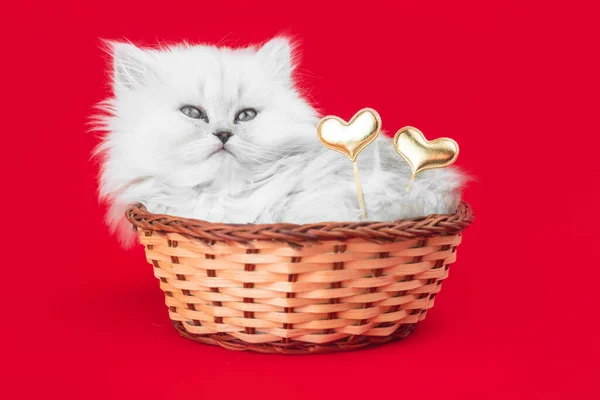 可爱的猫与心脏 情人节 红色背景 二月十四日明信片或问候设计 英国长发品种 — 图库照片