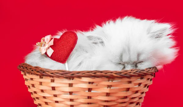 红心可爱的小猫 情人节 红色背景 二月十四日明信片或问候 — 图库照片