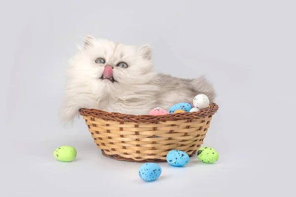 可爱的小猫在柳条筐里玩复活节彩蛋 工作室拍摄 复活节背景 英国长毛猫 — 图库照片