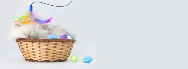 Drôle Chaton Avec Des Œufs Pâques Dans Panier Osier Bannière — Photo