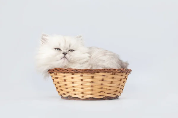 Roztomilé Kotě Proutěném Koši Studio Záběr Britské Dlouhosrsté Kočka Plemeno — Stock fotografie