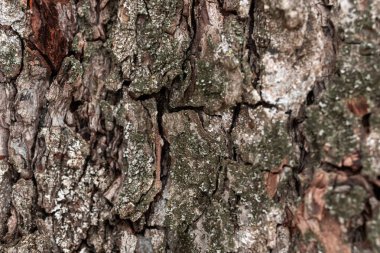 Ağaç kabuğu dokusu ahşap yüzey arka planı. Yüksek detaylı arkaplan fotoğrafı