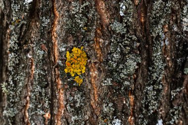 Ağacın kabuğunda yosun. Orman geçmişi. Ağaçların kökleri ormandaki bir fotoğrafta yosun ile kaplıdır.