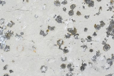 Yosun kaplı eski taş duvar ya da çit, yüksek detaylı doku arkaplan fotoğrafı