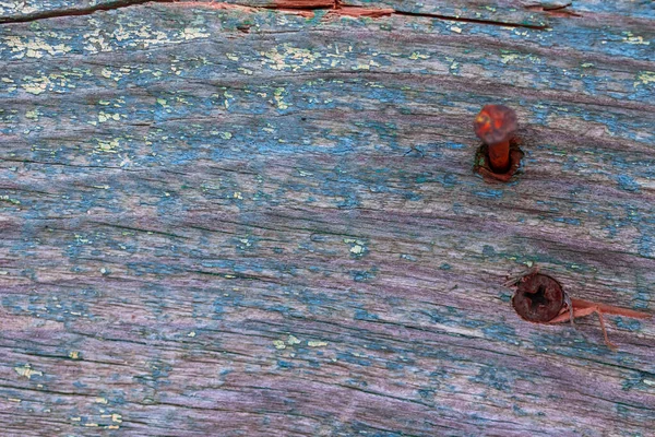 Old Wood Texture Rusty Nails Close High Detailed Background — Stock Photo, Image