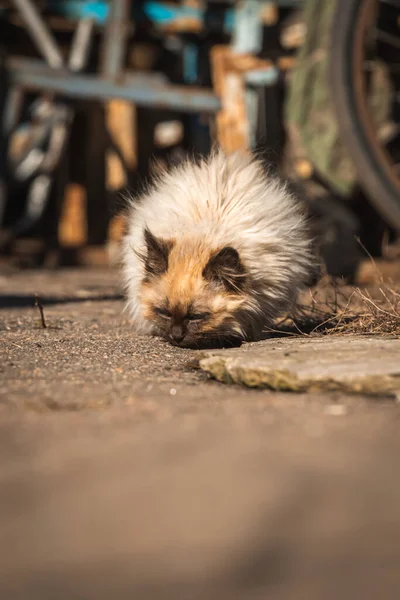 Kleine Kätzchen Suchen Nach Dem Futter Obdachlose Verlassene Tiere Allein — Stockfoto