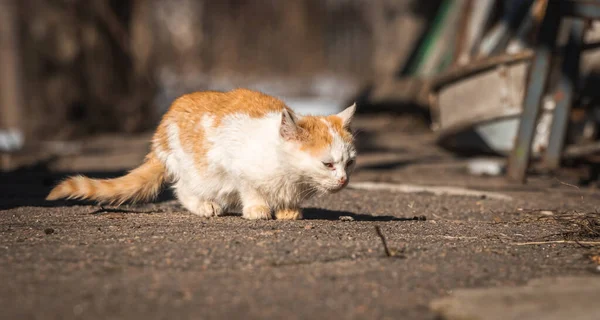 Obdachloses Kätzchen Auf Der Straße Hungrige Und Arme Tiere Ohne — Stockfoto