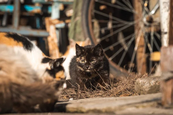 小猫在寻找食物 无家可归的被遗弃动物独自流落街头的概念背景 — 图库照片