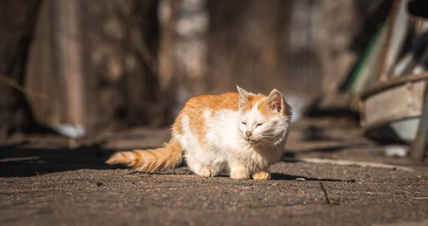 Eenzame Kleine Kitten Zoeken Naar Het Voedsel Zwerf Dakloze Dieren — Stockfoto