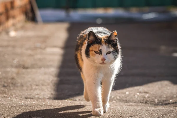Streunende Katzenmutter Auf Hinterhof Suche Nach Futter Tierisches Konzept Für — Stockfoto