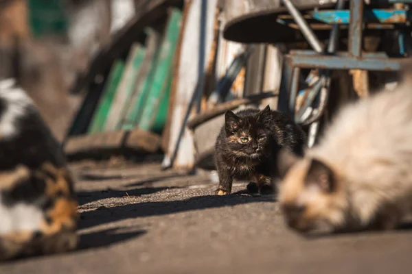 Kleine Kätzchen Suchen Nach Dem Futter Obdachlose Verlassene Tiere Allein — Stockfoto