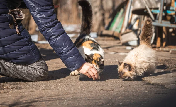 Streunende Kätzchen Auf Der Straße Füttern Obdachlose Tiere Konzept Hintergrund — Stockfoto