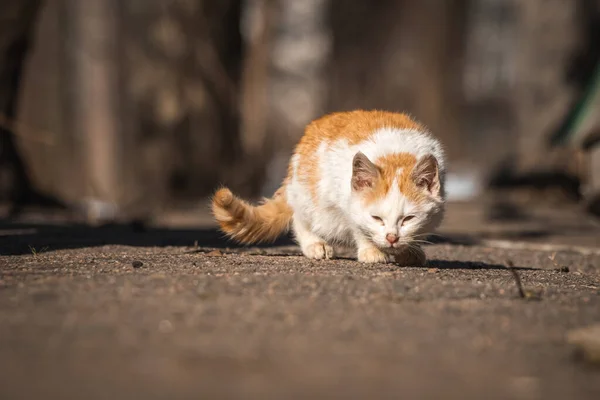 Eenzame Kleine Kitten Zoeken Naar Het Voedsel Zwerf Dakloze Dieren — Stockfoto