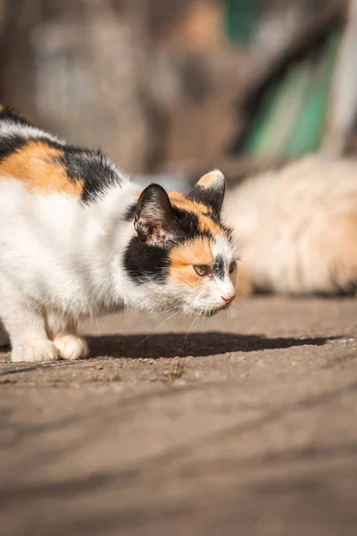 Pobre Gato Callejero Madre Búsqueda Comida Para Gatitos Foto —  Fotos de Stock