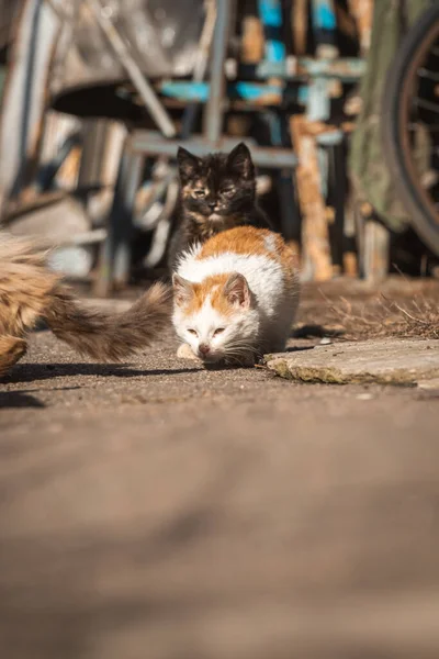 Pobre Gatinho Vadio Procura Comida Rua Animais Sem Teto Conceito — Fotografia de Stock