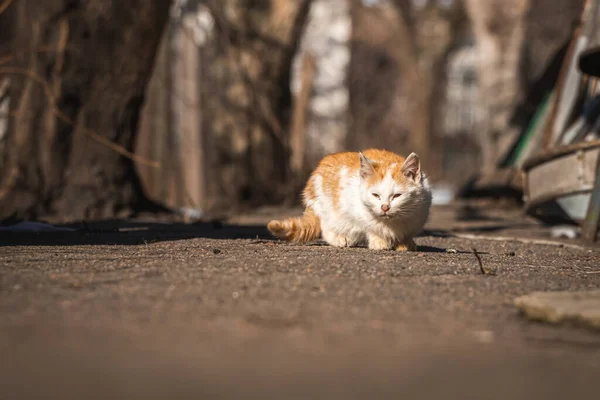 Lonely Small Kitten Search Food Stray Homeless Animals Warm Home — Stock Photo, Image