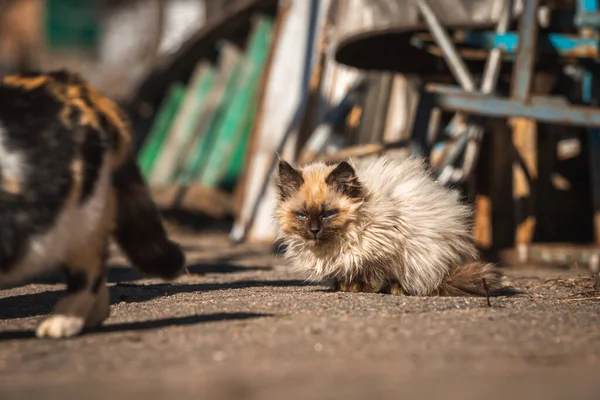 Obdachlose Kätzchen Auf Der Straße Hungrige Und Arme Tiere Ohne — Stockfoto