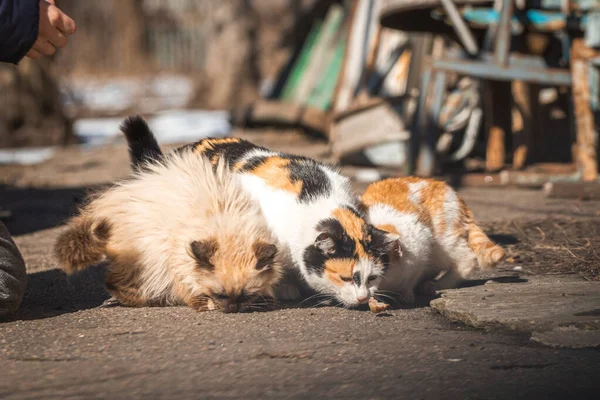 Streunende Kätzchen Auf Der Straße Füttern Obdachlose Tiere Konzept Hintergrund — Stockfoto