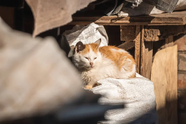 Kleine Und Streunende Kätzchen Hinterhof Obdachloses Tier Auf Der Straße — Stockfoto