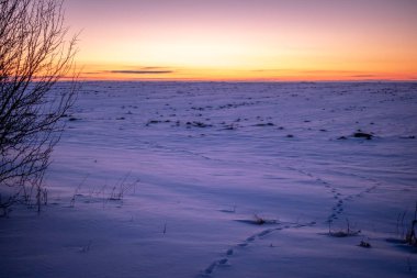 Karda hayvan ayak izleri ve izler, günbatımı manzarası.