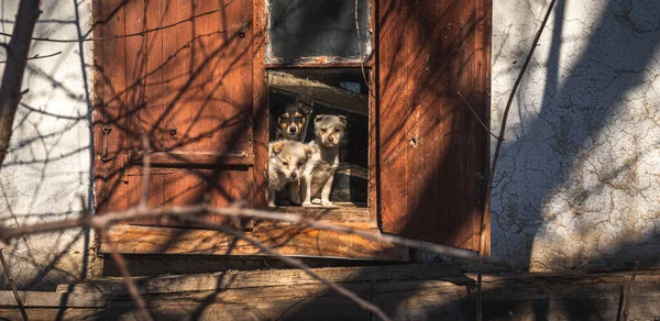 Cuccioli Guardano Fuori Dalla Finestra Una Vecchia Casa Abbandonata Animali — Foto Stock