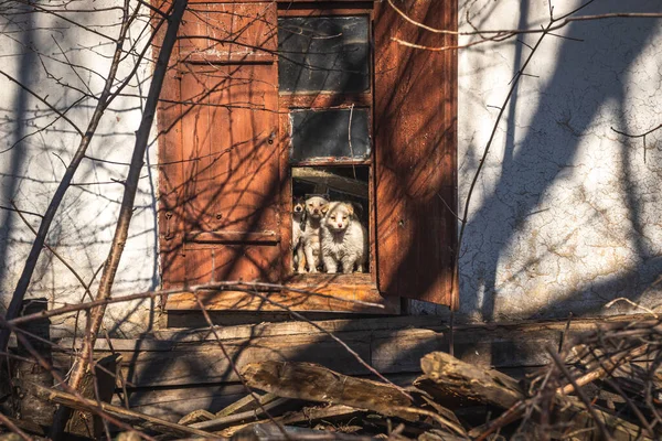 Štěňátka Dívají Okna Starém Opuštěném Domě Zbloudilá Zvířata Roztomilí Psi — Stock fotografie