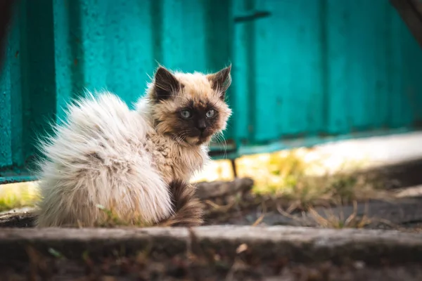 通りの強い風の中で子猫を散歩 かわいいホームレスの動物のコンセプトの背景 — ストック写真
