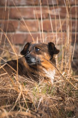 Sokak resminde sevimli ve aç sokak köpeği.