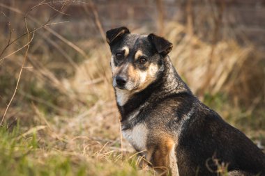 Şirin sokak köpeği portresi, yalnız ve aç evsiz hayvanlar konsepti.