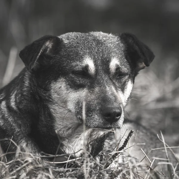Nieszczęśliwy Smutny Pies Ulicy Portret — Zdjęcie stockowe