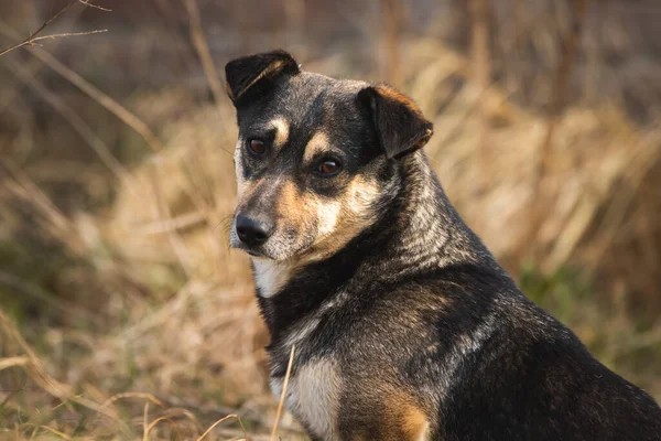 Zbłąkany Pies Polu Lub Lesie Portret Bezdomnego Zwierzęcia — Zdjęcie stockowe