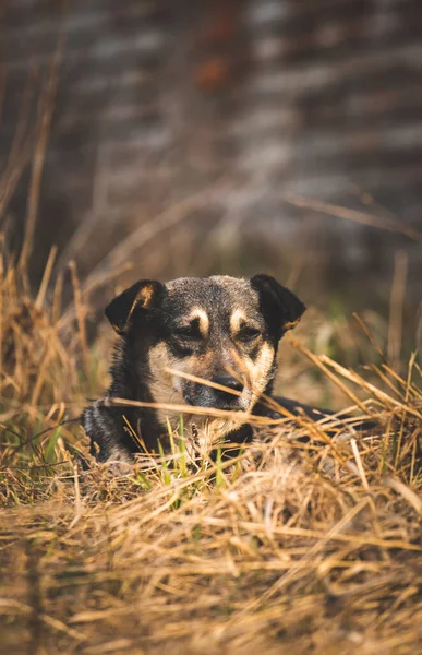 Triste Cão Vadio Rua Abandonado Por Proprietários Animais Famintos Conceito — Fotografia de Stock