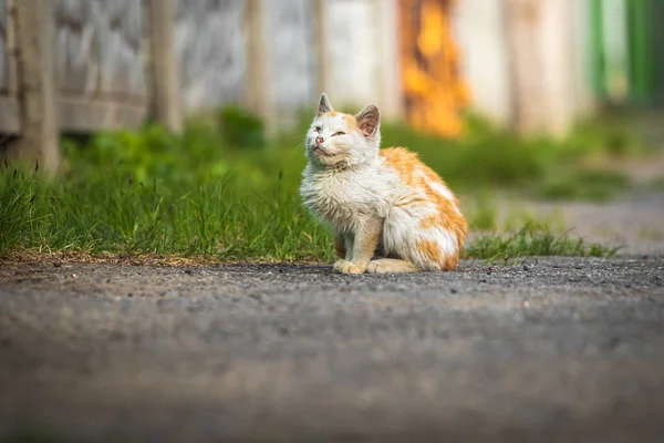 Niedliche Kleine Miezekatze Auf Der Straße Schönes Porträtfoto — Stockfoto