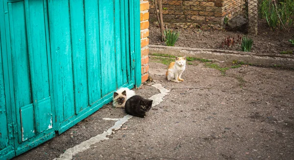 Маленькие Бездомные Котята Улице Бедные Грустные Фото Заднем Плане — стоковое фото