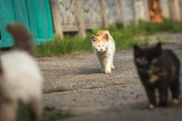 Laufende Streunende Kätzchen Auf Der Straße Obdachlose Kätzchen Auf Der — Stockfoto