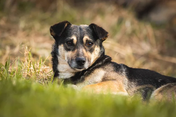 可爱的流浪狗肖像 无家可归的动物和宠物概念背景 — 图库照片