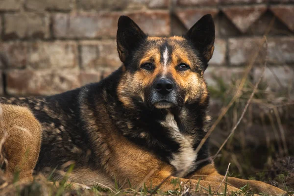 Herrelös Hund Gatan Övergiven Ägare Hungriga Djur Koncept Bakgrund — Stockfoto