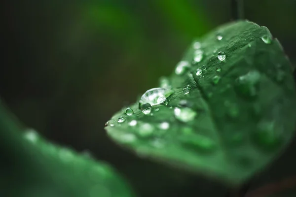 Gocce Pioggia Sul Piombo Verde Ambiente Primavera Estate Giardino Moody — Foto Stock