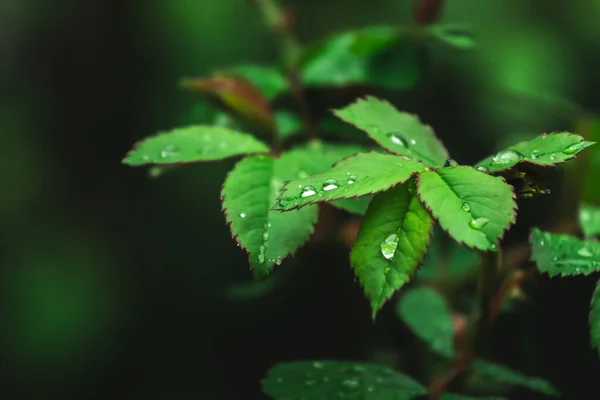 Rain Droplets Green Lead Environment Spring Summer Garden Moody Background — Foto Stock