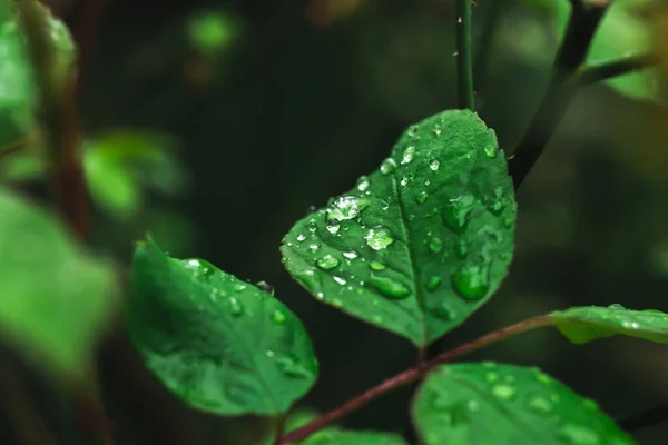 Gocce Pioggia Sul Piombo Verde Ambiente Primavera Estate Giardino Moody — Foto Stock