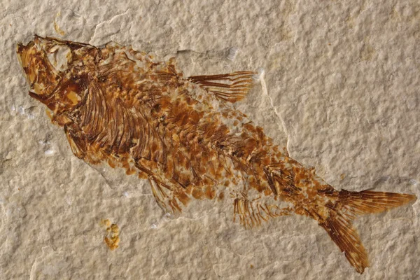 Peixes fossilizados — Fotografia de Stock