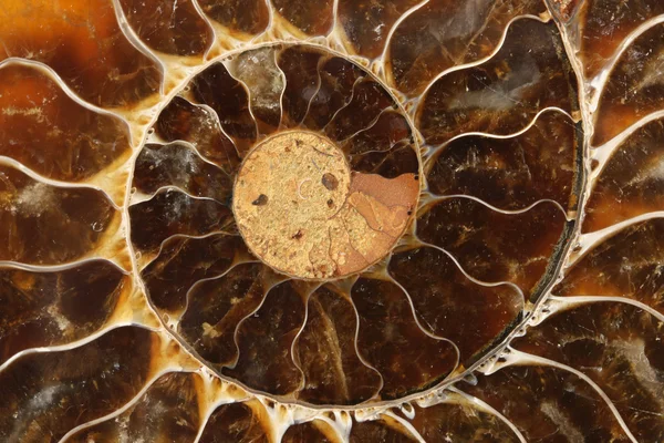 Ammonite fossile — Photo