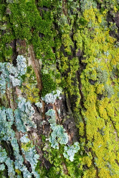 Mos en korstmos op boomschors — Stockfoto